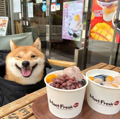 Connaissez-vous UNI, le chien qui ne peut s'empêcher de sourire quand il voit de la nourriture.