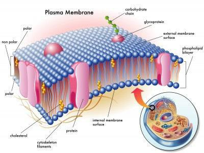 Especialmente a estrutura e a função das membranas celulares