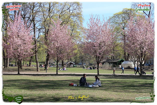 Fint når det våres i Sofienbergparken på Grünerløkka i Oslo!