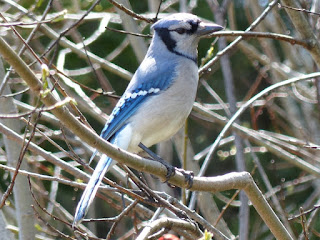 Geai bleu - Cyanocitta cristata