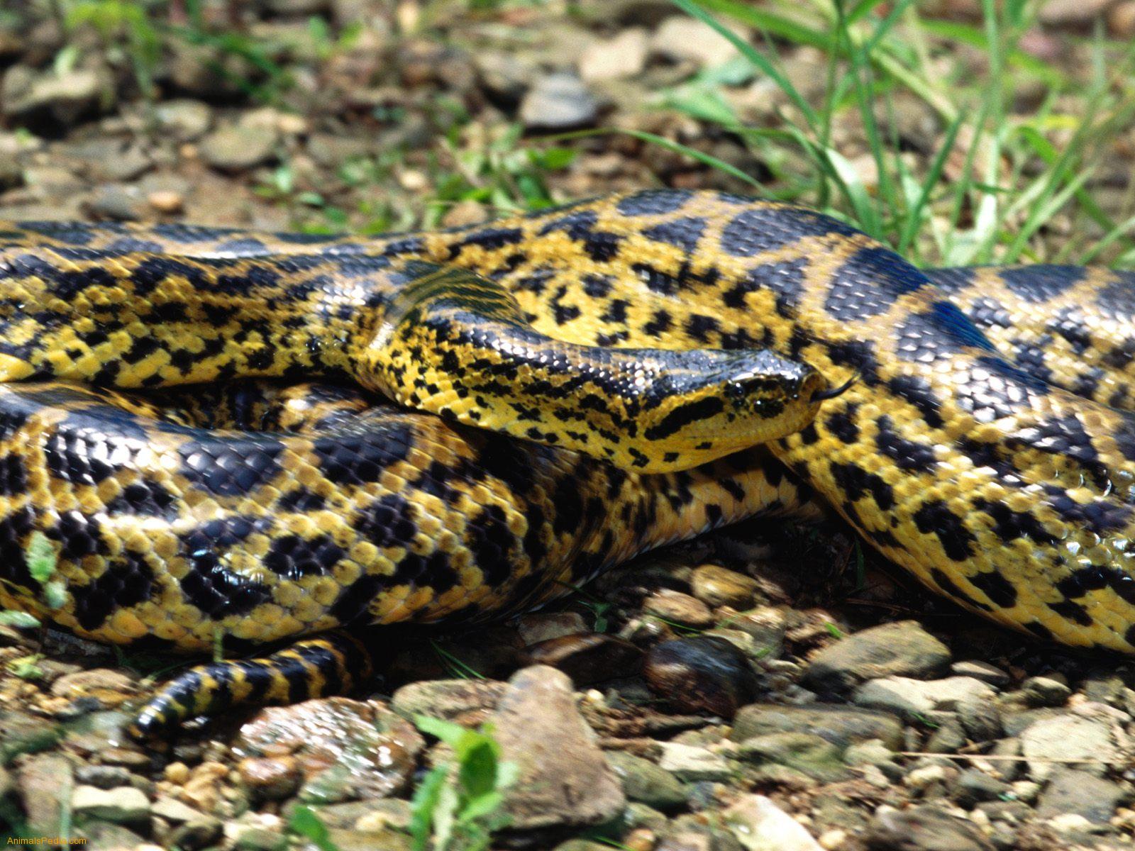 Anaconda Snakes information | Animals Blog