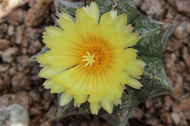 Astrophytum ornatum