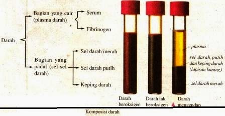 Bagian-Bagian Sel Darah dan Fungsinya  Artikelsiana