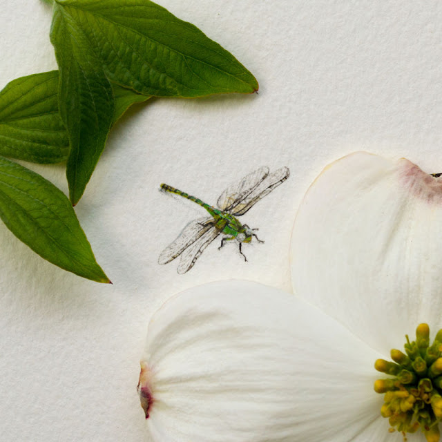 watercolor miniature paintings