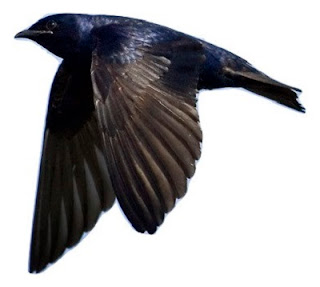 purple martin bird