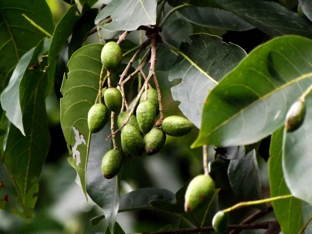 Medicinal Plants for Piles and hemorrhoids