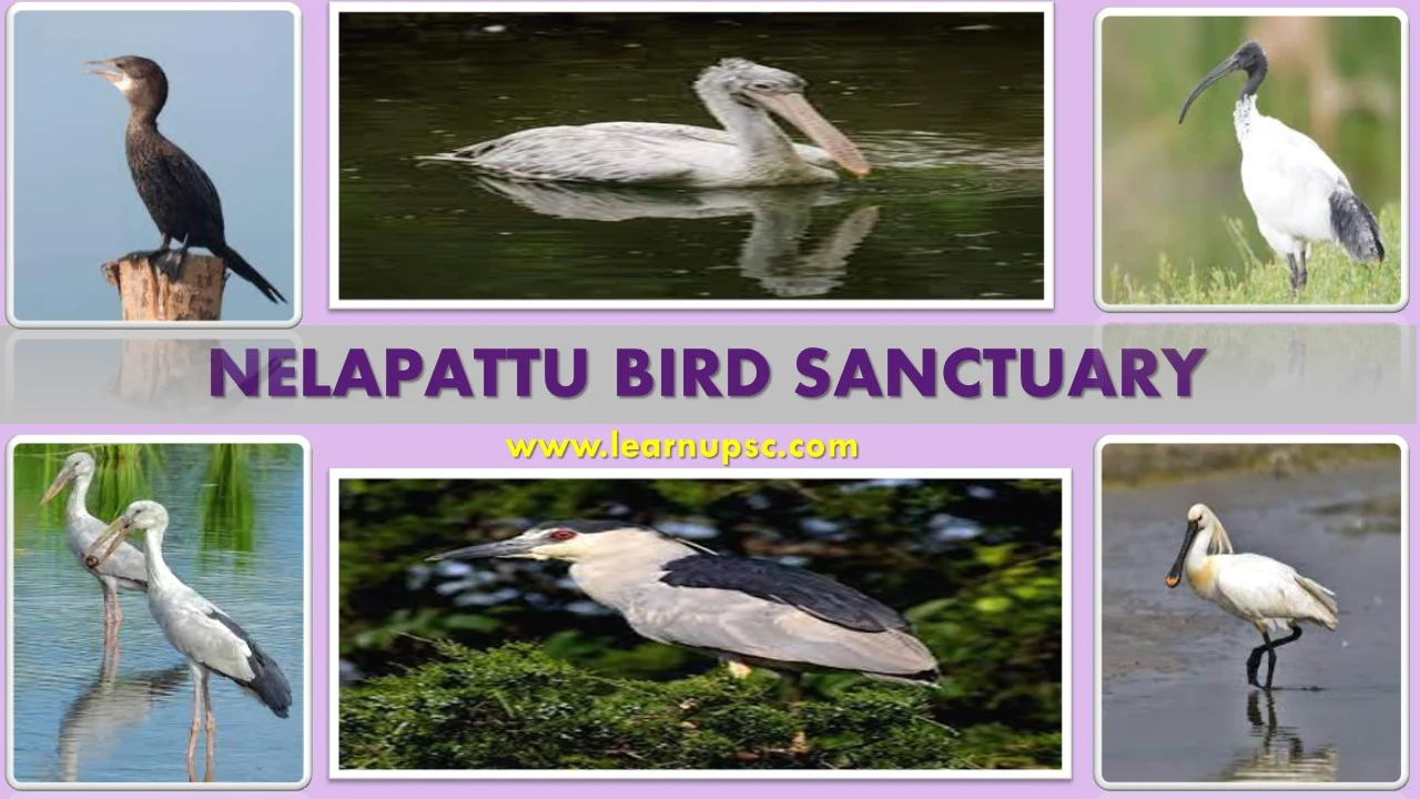 Nelapattu Bird Sanctuary