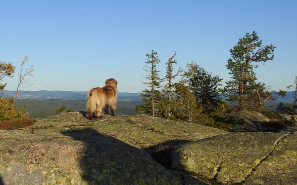 Fjøsvikfjellet somdalskollen kongsgardskollen varden fjellsetera