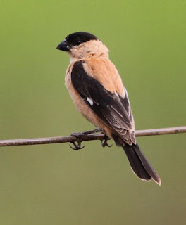 Suara Burung Caboclinho