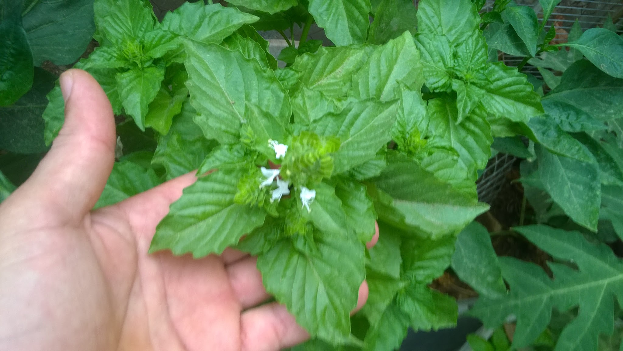 Once basil has flowered the leaves and flowers are still edible but the taste is often milder