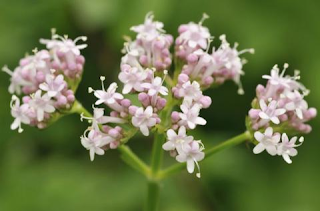 eficacia de la valeriana