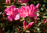 Azalea