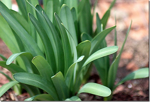 Lily_Resurrection_2011