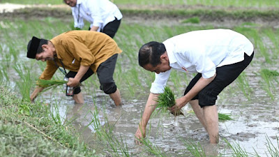 Presiden Jokowi Bercocok Tanam Padi Bersama Petani di Tuban