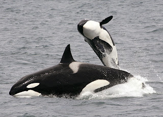 imagen de una orca o ballena