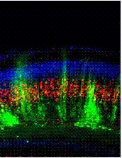 neuron columns