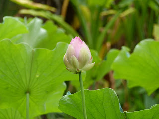 Nelumbo nucifera - Lotus sacré - Lotus d'Orient