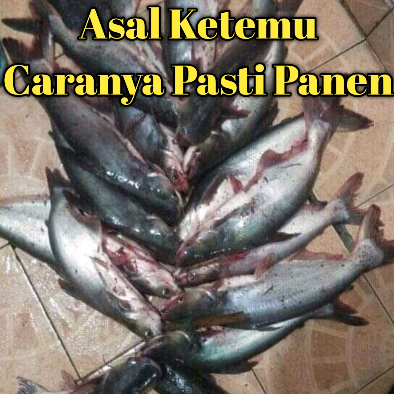 Umpan untuk memancing ikan patin sungai, terkesan mudah selagi tetap dispot habitatnya