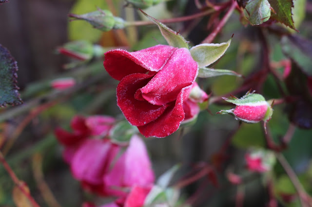 Frosted rose bloom in my garden