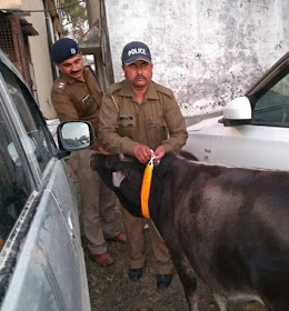 Champawat Police for Cow safety, Radium reflector for Cows on highway