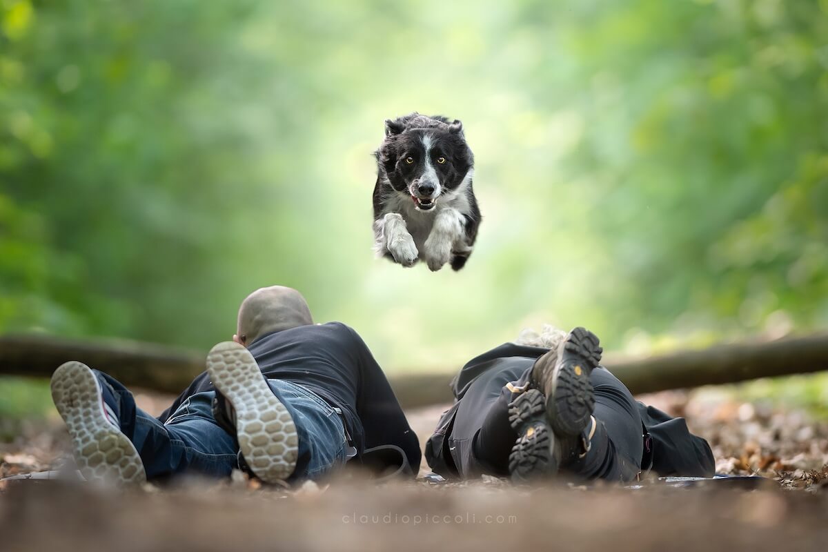 Breathtaking Pictures Of Dogs Catching Frisbees In The Air