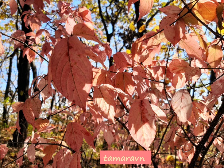 Бересклет малоцветковый (Euonymus pauciflorus)