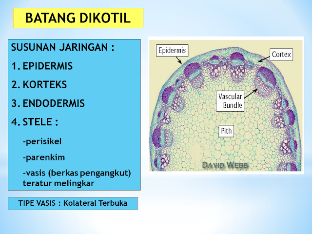 Batang Dikotil