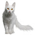 Turkish Angora Cat