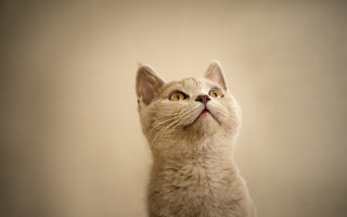 Awesome Cat HD Wallpaper
