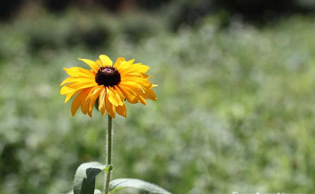 Rudbeckia Hirta Flowers Pictures