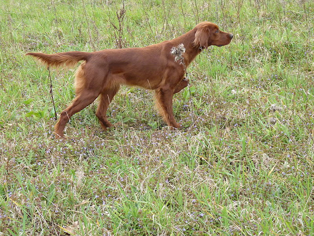 Irish Setter Bird Dog Names