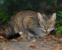 Gato (Felis catus)