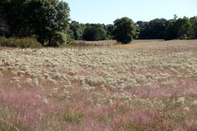 a field of Sweet Everlasting (and Fairies?)