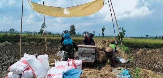 Panen Padi Di Ngawi