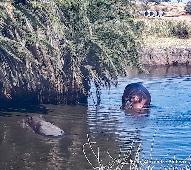 Hipopótamos no Parque Serengeti, Tanzânia