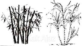 Gambar kelompok tumbuhan monokotil