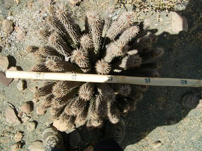 Hoodia gordonii