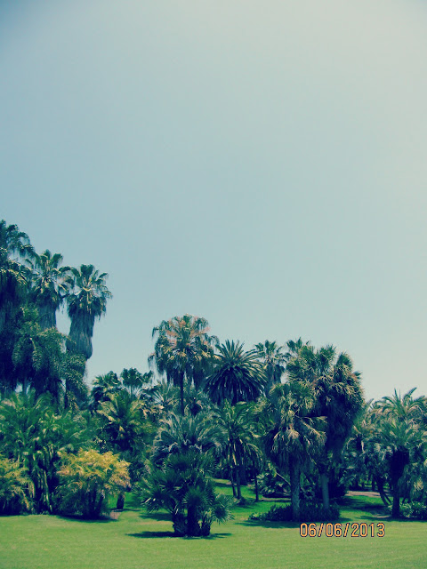 Huntington Gardens- Palm Trees