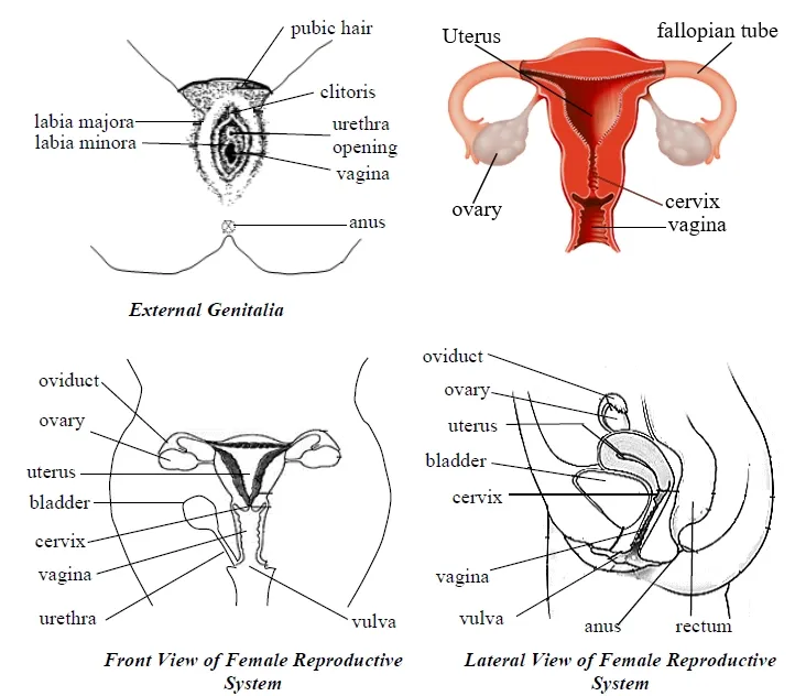 Structure of female Reproductive System of human