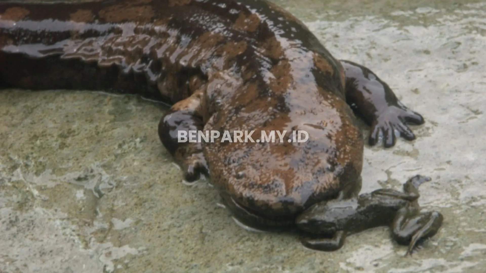 Chinese Giant Salamander