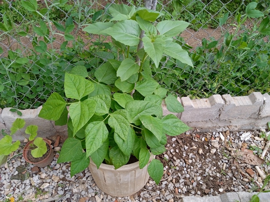 Black turtle beans don’t require a lot of space and soil and tend to grow very well in confined spaces such containers.