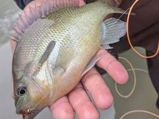 Redbreast Sunfish, Redbreast Sunfish ID, Redbreast Sunfish Identification, Sunfish ID, Sunfish Identification, Redbreast Sunfish on the Fly, Fly Fishing for Redbreast Sunfish, Sunfish on the Fly, Sunfish of Texas, Texas Sunfish Identification, Texas Fly Fishing, Fly Fishing Texas, Texas Freshwater Fly Fishing