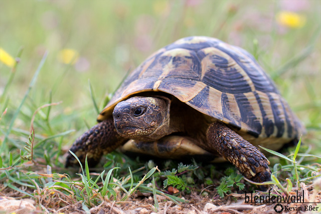 Griechische Landschildkröte - Testudo hermanni