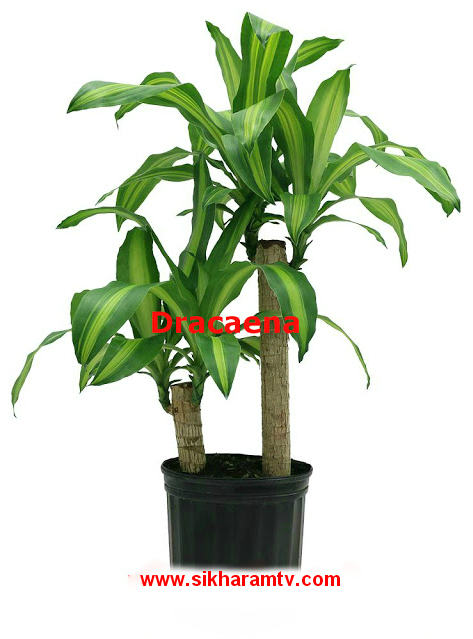 Why Use Dracaena