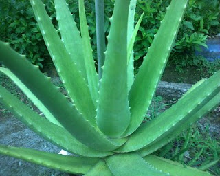 Benefits Of Aloe Vera