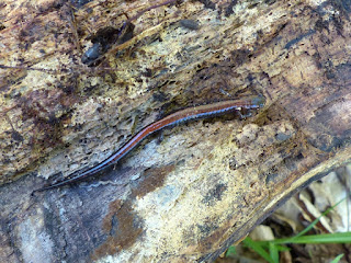 Salamandre cendrée - Plethodon cinereus - Salamandre rayée