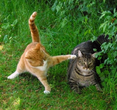 Funny Animals | Fighting Latest & Cute Pictures