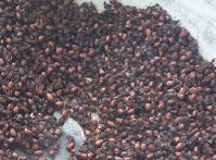 Кухня Колумбии: съедобные муравьи