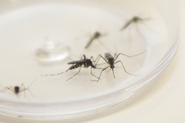 Boletim da dengue confirma 5.144 novos casos e mais três óbitos em Cambira e Cambé