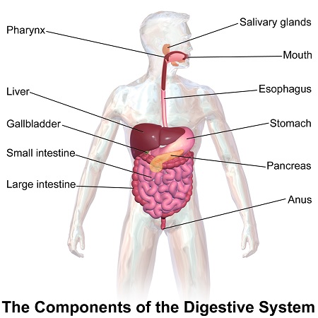 digestive system www.womenlovehealth.blogspot.in